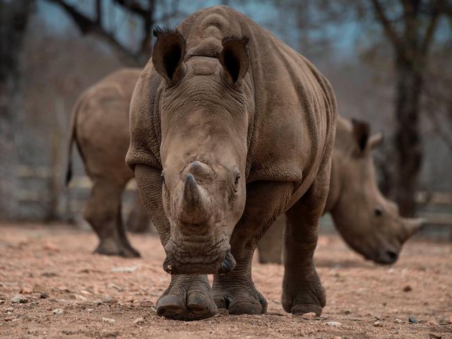 Protected Rhinos roam and feed in an enclosed precinct at the Kahya Ndlovu Lodge on September 25, 2016 in Hoedspruit, in the Limpopo province of South Africa. South Africa's all-female "Black Mambas" anti-poaching team had never lost a rhino since they were formed in 2013, but the killing of two animals earlier this month shattered their proud record. The two rhinos, one of which was pregnant, were shot dead and their horns hacked off by poachers on a full moon night, underlining the crisis that threatens the species. / AFP PHOTO / MUJAHID SAFODIEN