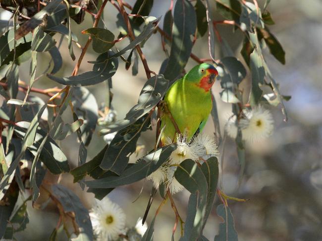 Swift Parrot. Picture: ERIC WOEHLER