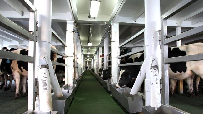 Live dairy cattle like this will no longer be able to be exported from New Zealand by sea from 2023. Picture: File