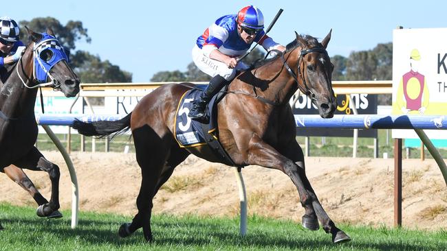 The Patrick Payne-trained Simple Times has had several jumpouts as he continues his build-up toward his return to racing. Picture: Racing Photos via Getty Images.