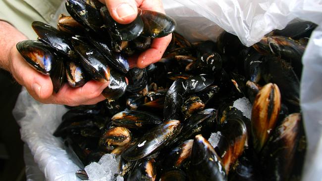 Hobart Summer Festival Taste of Tasmania preview, fresh mussels ready to be poached in cider from the Inncider and Mussel Bar stall at the Taste of Tasmania