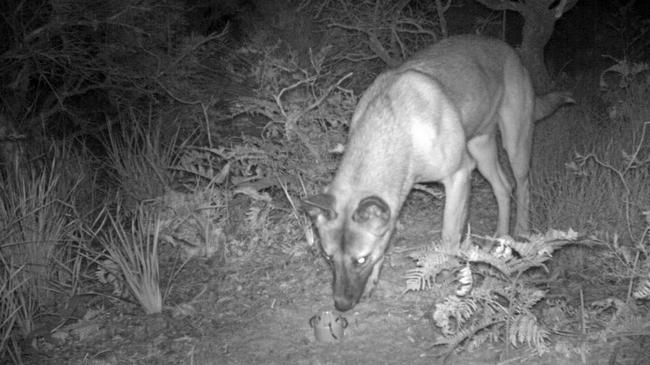 A wild dog believed to be responsible for killing a number of wallabies in Arakwal National Park and Cape Byron State Conservation Area. Picture: NSW Office of Environment and He