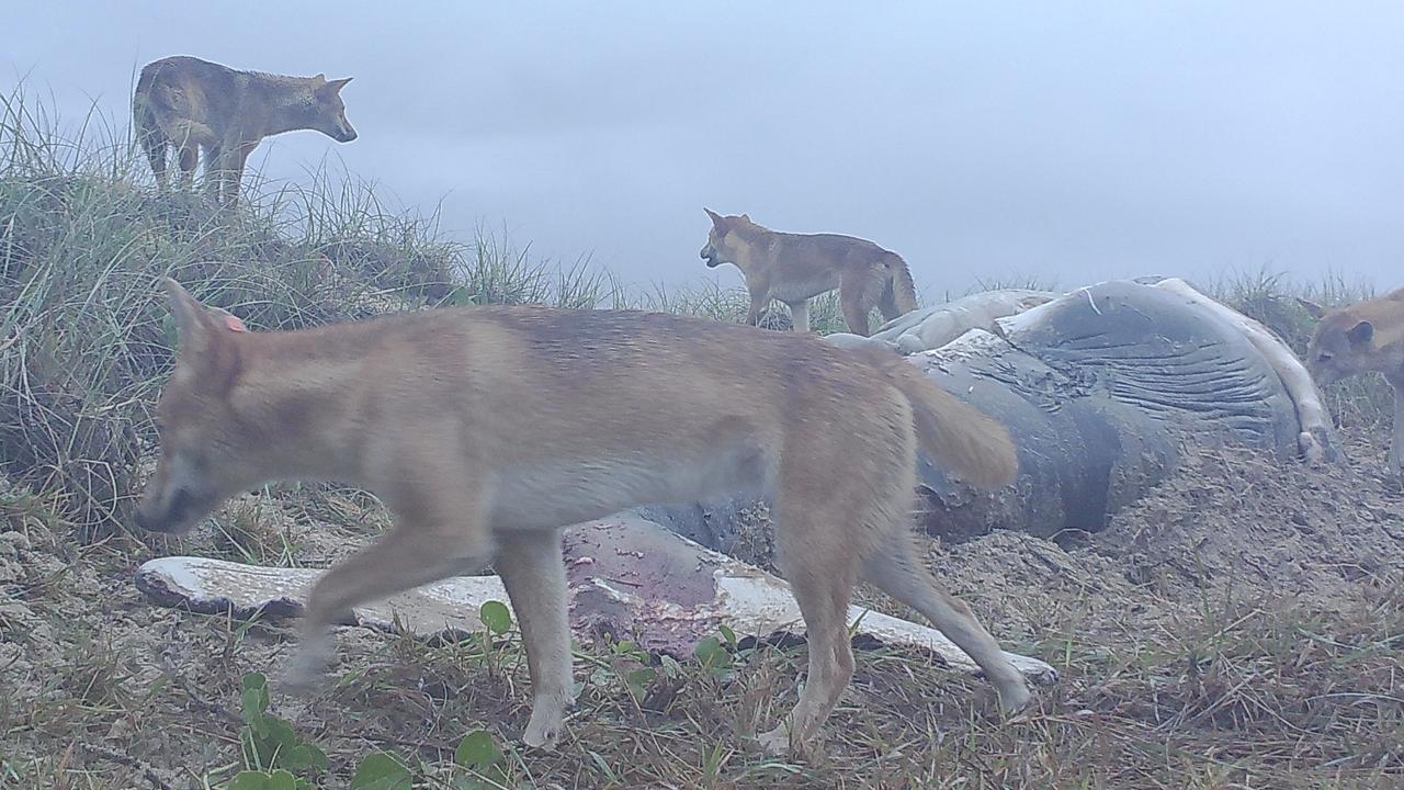 New photos show dingoes dining on dead humpback whale calves that washed up on K'gari.