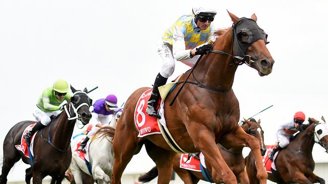 Primitivo will be out to end his win drought on Boxing Day at Randwick. Picture: AAP