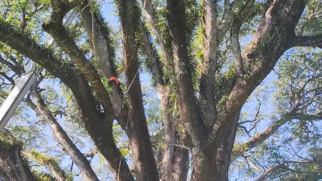 Cairns tree climbing