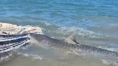 A regional MP warned the public to stay away from a whale carcass beached nearby and attracting a swarm of sharks and other predators, as a team rushes to push it out to sea.