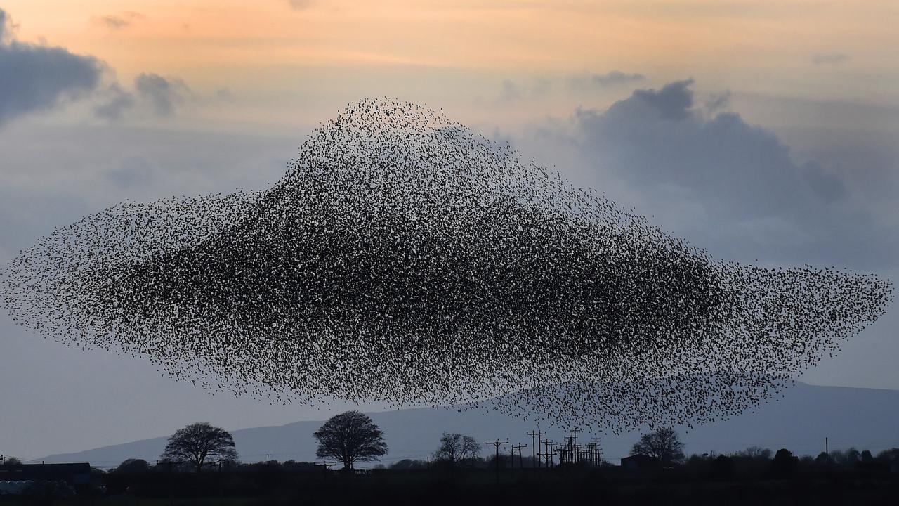 A murmuration of starlings put on a display near the town of Gretna, Scotland, UK. The starlings visit the area twice a year in the months of February and November. Picture: AP