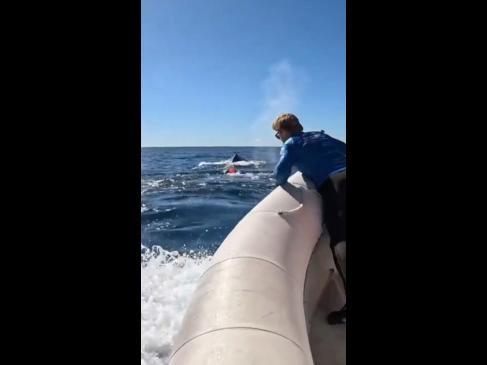 Trapped whale rescued off coast of NSW