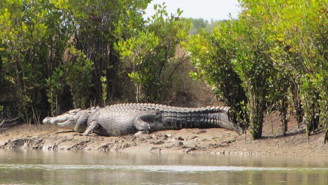 While Cassius holds the Guinness World Record for largest croc in captivity, there are rumours of a ‘Roper Ripper’ living in the waters. The croc is believed to be 8m long and was last seen in this 2014 image. Picture: Supplied