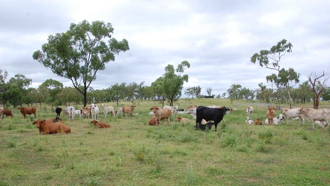 Land used for primary production in Banana Shire, Rockhampton and Livingstone Shire all increased in value according to the Valuer-General’s latest report.