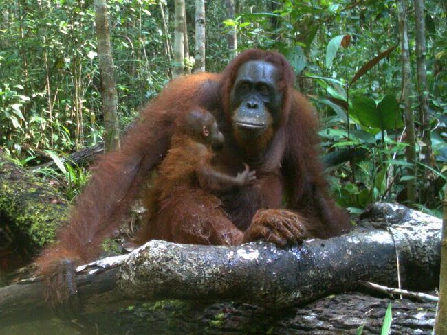 wildlife insights (2/5) - Bornean OrangutanPicture copyright: TEAM Network and Forest Research Institute Malaysia