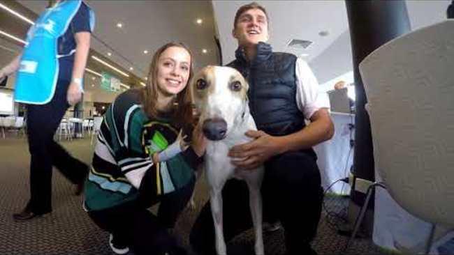 Retired Greyhounds Find New Homes Across Australia