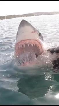 Intense great white shark encounter