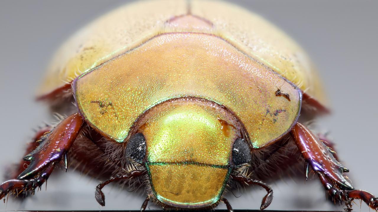 A Christmas Beetle at Daily Telegraph photographer John Grainger’s Elanora Heights garden.