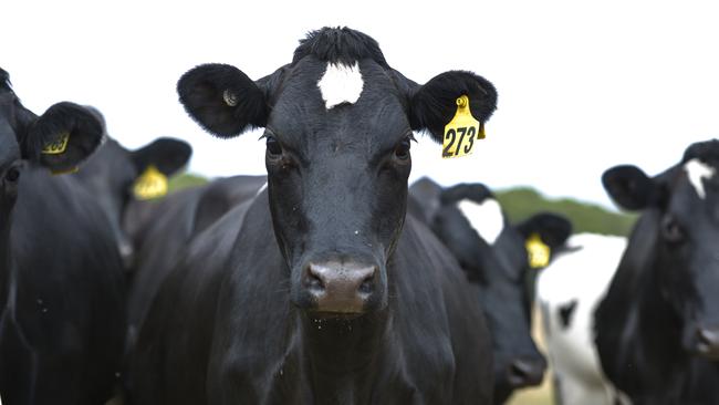 Herd happy: The Maddens run 220 cows on their farm.