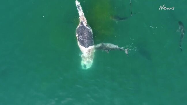 Sharks feeding on whale carcass