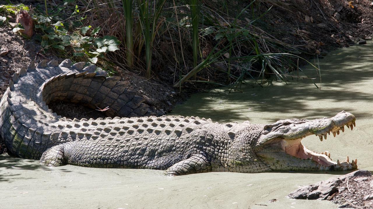 Far North Qld Man Fights Off Crocodile Attack With Knife 