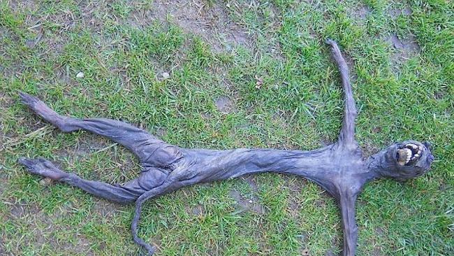 ‘Alien-like’ creature has locals in a frenzy | news.com.au — Australia ...