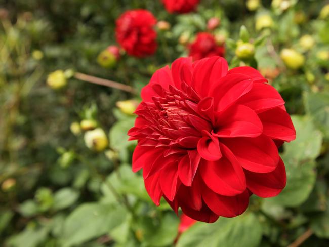 Flowers blooming on the property.