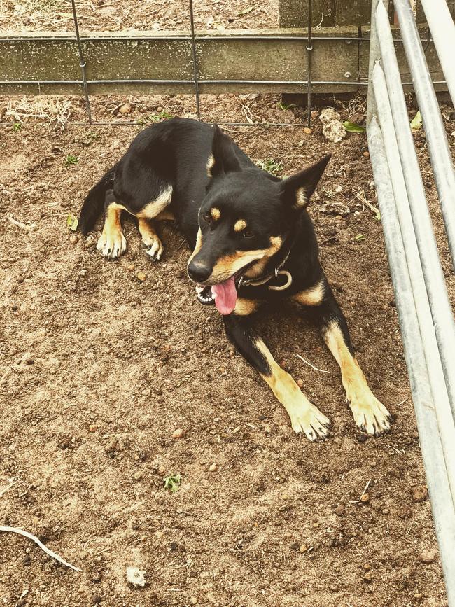 Blink the Kelpie takes it easy in Goroke. Picture: Brandylea Cuming