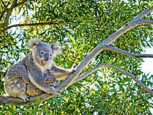 FIELD DAY: Lismore City Council invites landholders to a free field day about living with koalas on rural lands. Picture: Brad Mustow