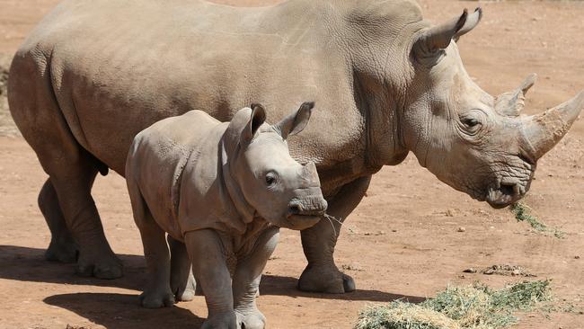 Monarto Zoo update on baby rhino Tundu. With his mother Umquali. Picture: Dylan Coker