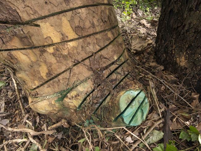 The paint signifies the tree has been poisoned. Picture: Valeriu Campan