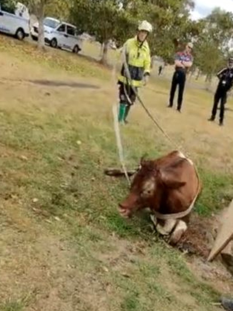 It was unable to stand as it was exhausted from fighting through the mud.