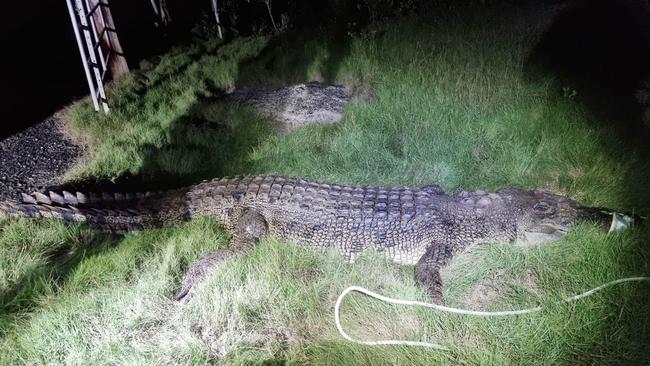 A member of the public had reported a large crocodile approaching and following him to shore while he was surfing at North Wall Beach, in Mackay, on 09 February 2023.