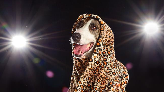 Is your pet runway-ready like this Lort Smith adoptee, Remy? Picture: Nicki Connolly