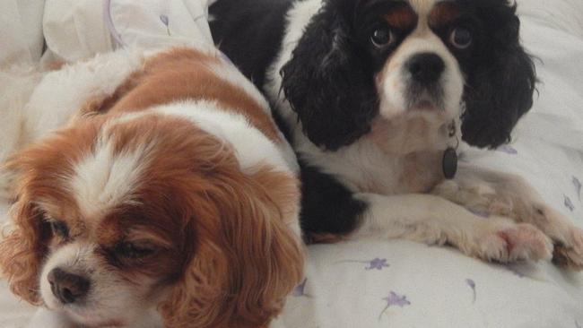 Chloe and Hugo for reader pets in Gold Coast Eye