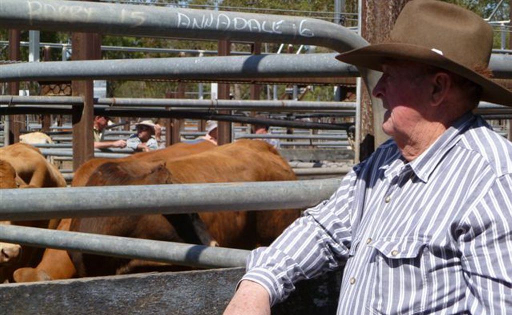 Mackay Show – Beef Cattle results | The Courier Mail