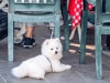 People are officially sick of this Aussie cafe trend