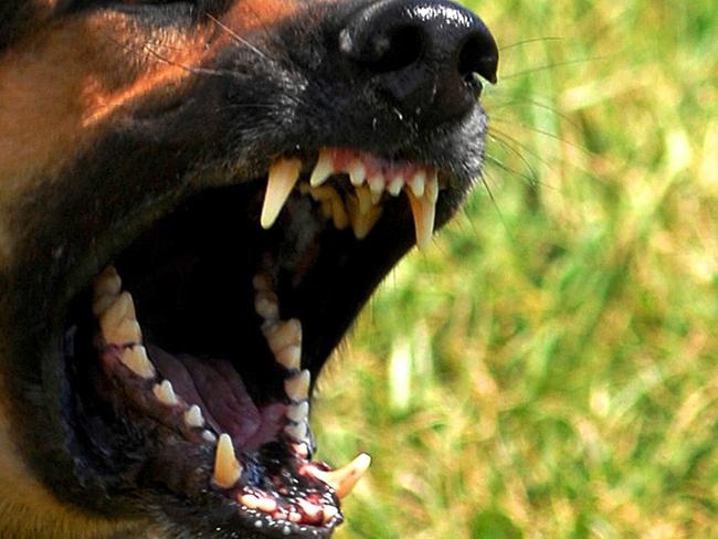 Sunshine Coast Councillors will discuss a plan to manage the region's dangerous and menacing dogs.