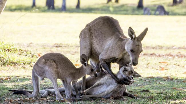 What’s really going on here? Picture: Evan Switzer