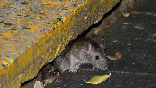 Rats are coming out of their burrows to get out of all this rain. Picture: Bill Hearne