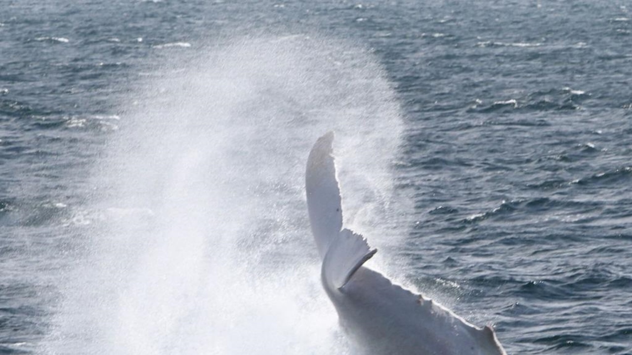 Famous white whale Migaloo splashes in Gold Coast waters in 2017. Photo: Sea World Whale Watch