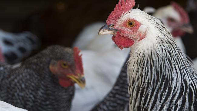 Flocks of birds 49 or few have no obligation to be vaccinated, according to Victorian regulations. Picture: Zoe Phillips