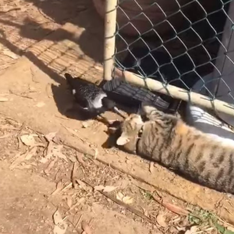 Friendly magpie snuggles with kangaroo and cat | Video | Daily Telegraph