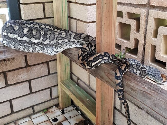 The huge carpet python after it caught and ate a beloved family cat. Picture: Facebook/elitesnakecatchingbrisbane