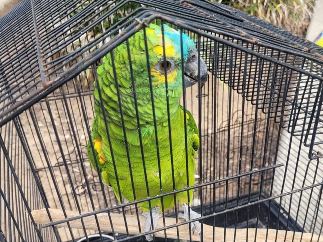 Skittles, a turquoise-fronted Amazon, safely found by firefighters. Picture: Fire and Rescue NSW