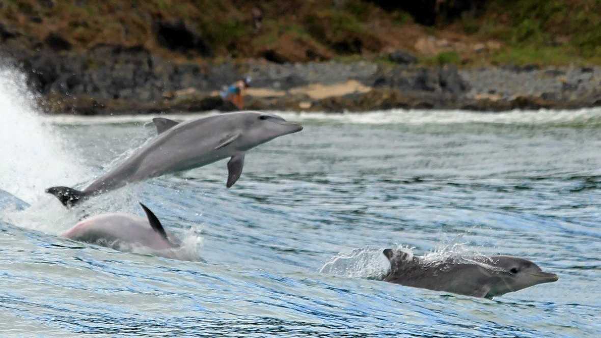 Byron Dolphin Research Season - Dolphin Research Australia.Org