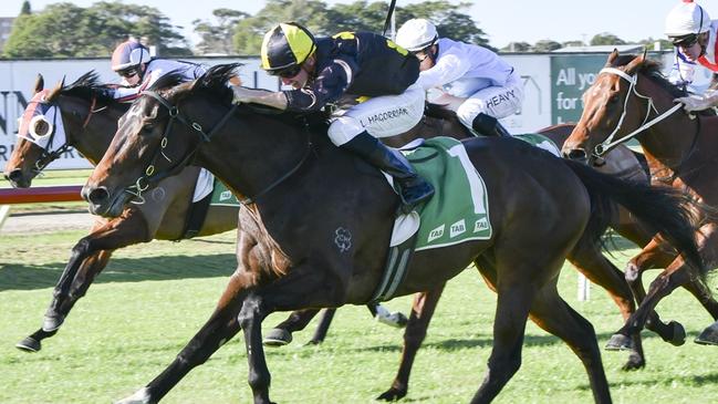 Mountain Guest is looking to book her place in the Big Dance by winning Sunday’s Bathurst Cup. Picture: Bradley Photos