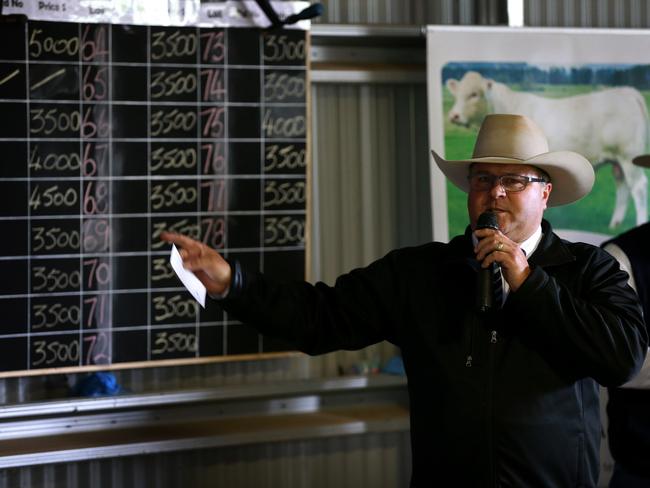 70 bulls were up for auction via the Helmsman auction system at the Paringa spring bull sale. Picture: Andy Rogers