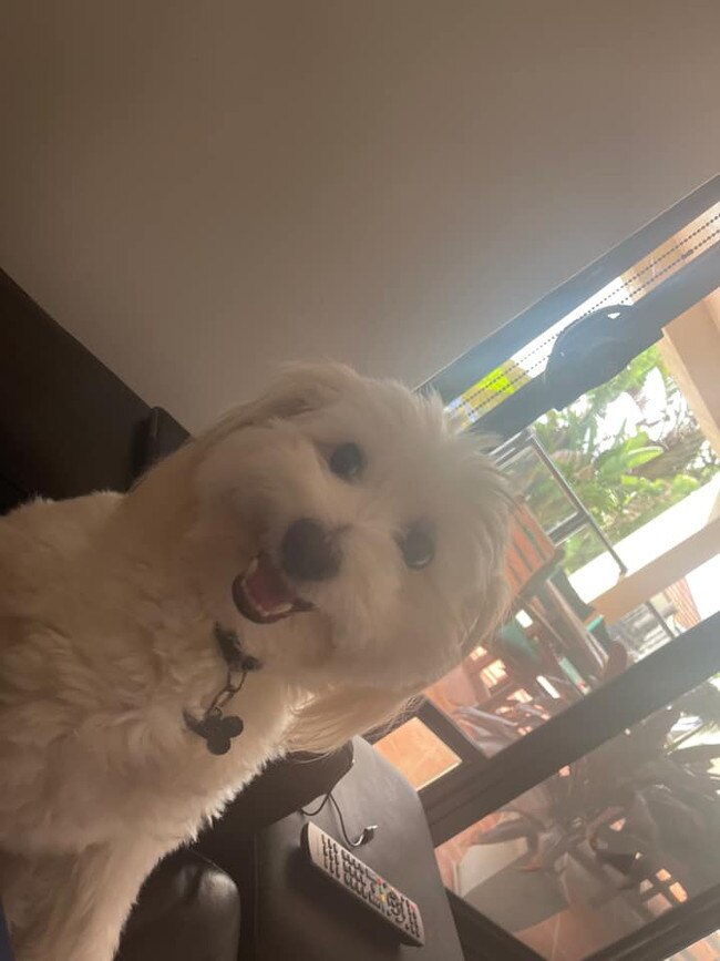 Arlo. Age 3. Little dog with a big personality. Loves to have a chat to just about anyone that will listen. He forgets his a dog and I am sure he thinks he is human. This photo was the next day after he got his teeth cleaned. Think he felt very special and squeaky clean.