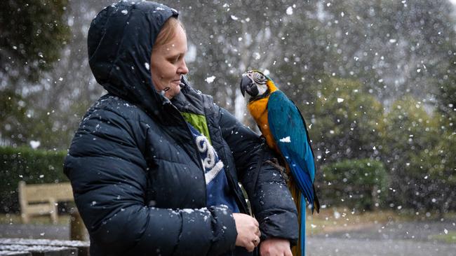 Arlo the macaw got his first taste of snow with Dannielle Hasler at Mt Macedon. Picture: Mark Stewart