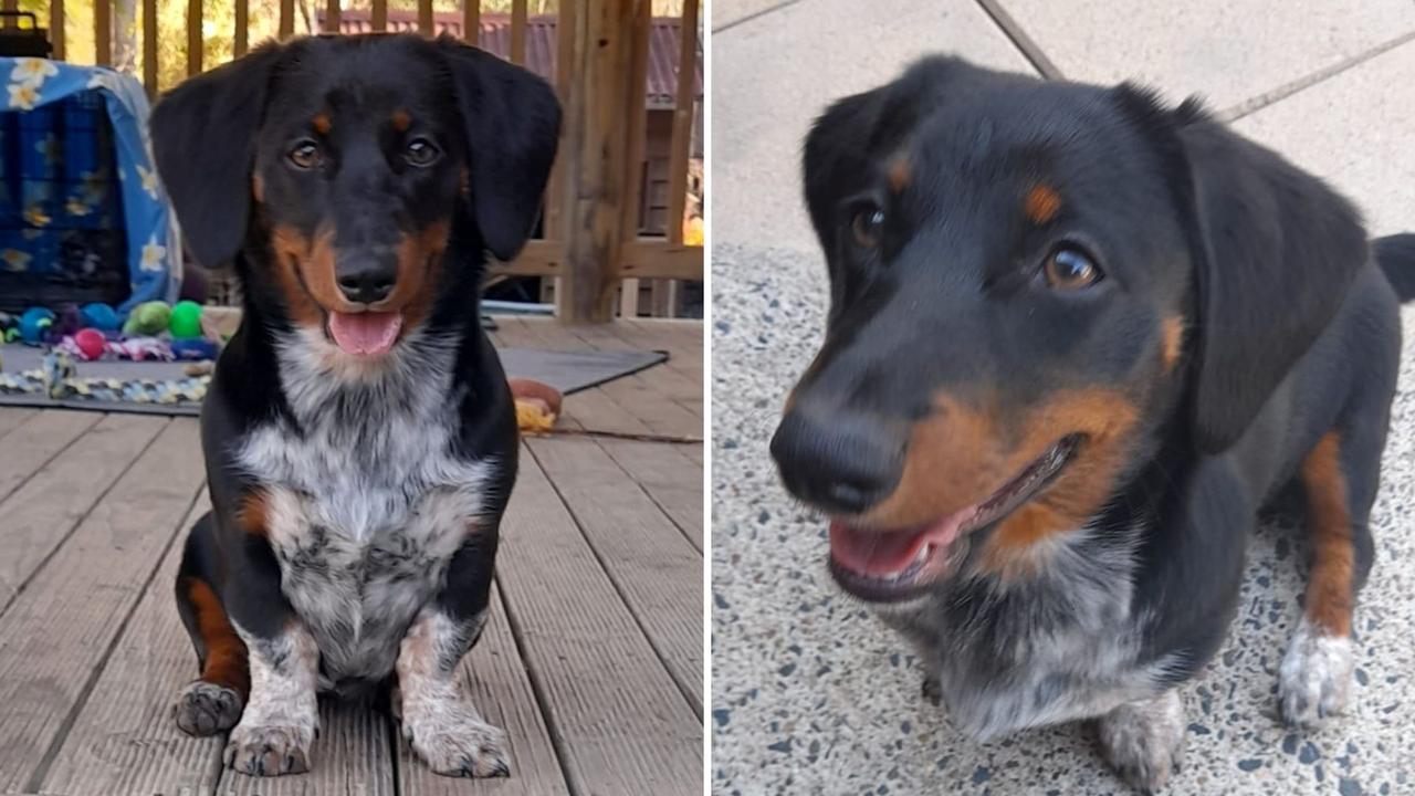 Shadow: Nikki White's 7 month old Dachshund x Cattle Dog