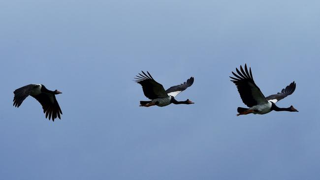 Magpie Geese at Fogg Dam. Picture: Elise Derwin