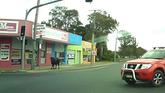 Cow Escapes Local Abattoir