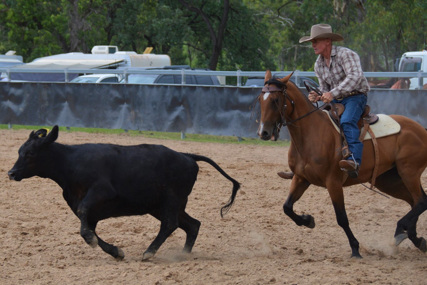 Damien Curr riding in the Cooyar Campdraft at the 71st annual Cooyar Show. Picture: Kate McCormack